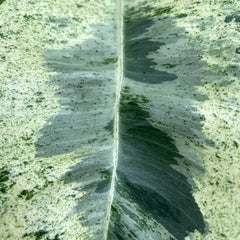 50 - 60cm Ficus Shivereana Moonshine 17cm Pot House Plant