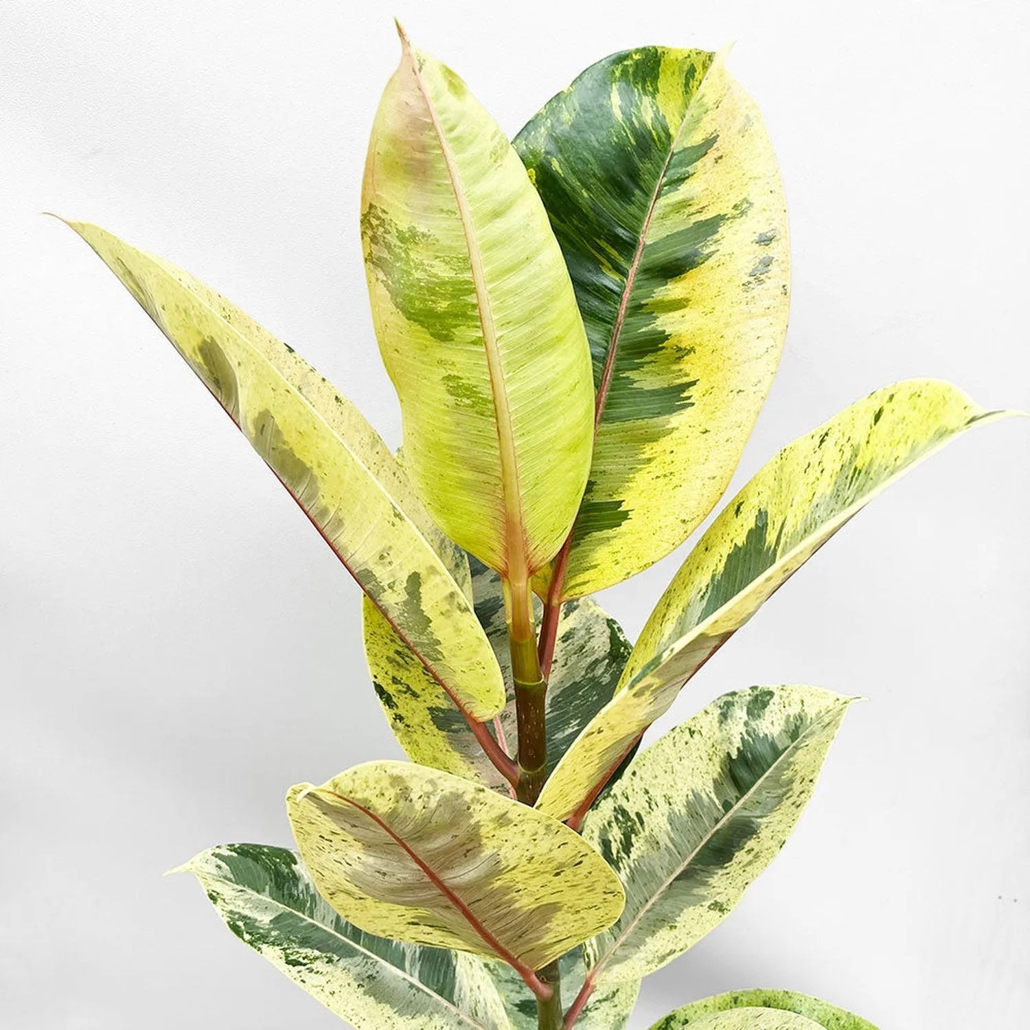 50 - 60cm Ficus Shivereana Moonshine 17cm Pot House Plant