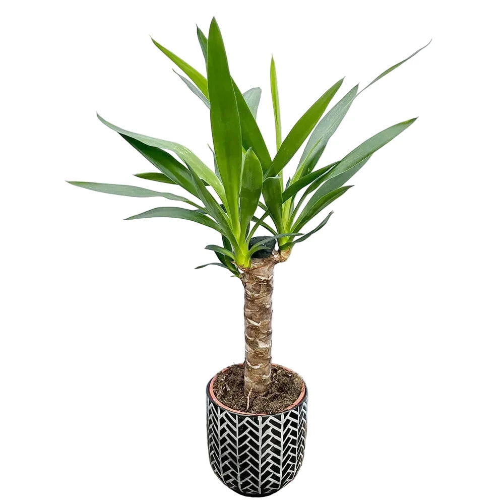 50 - 60cm Yucca Elephantipes (2 Head) 14cm Pot House Plant
