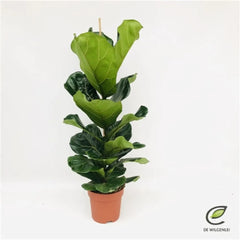 50 - 70cm Ficus Lyrata Fiddle Leaf Fig 17cm Pot House Plant
