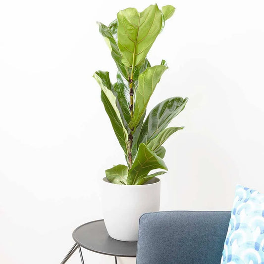 50 - 70cm Ficus Lyrata Fiddle Leaf Fig 17cm Pot House Plant