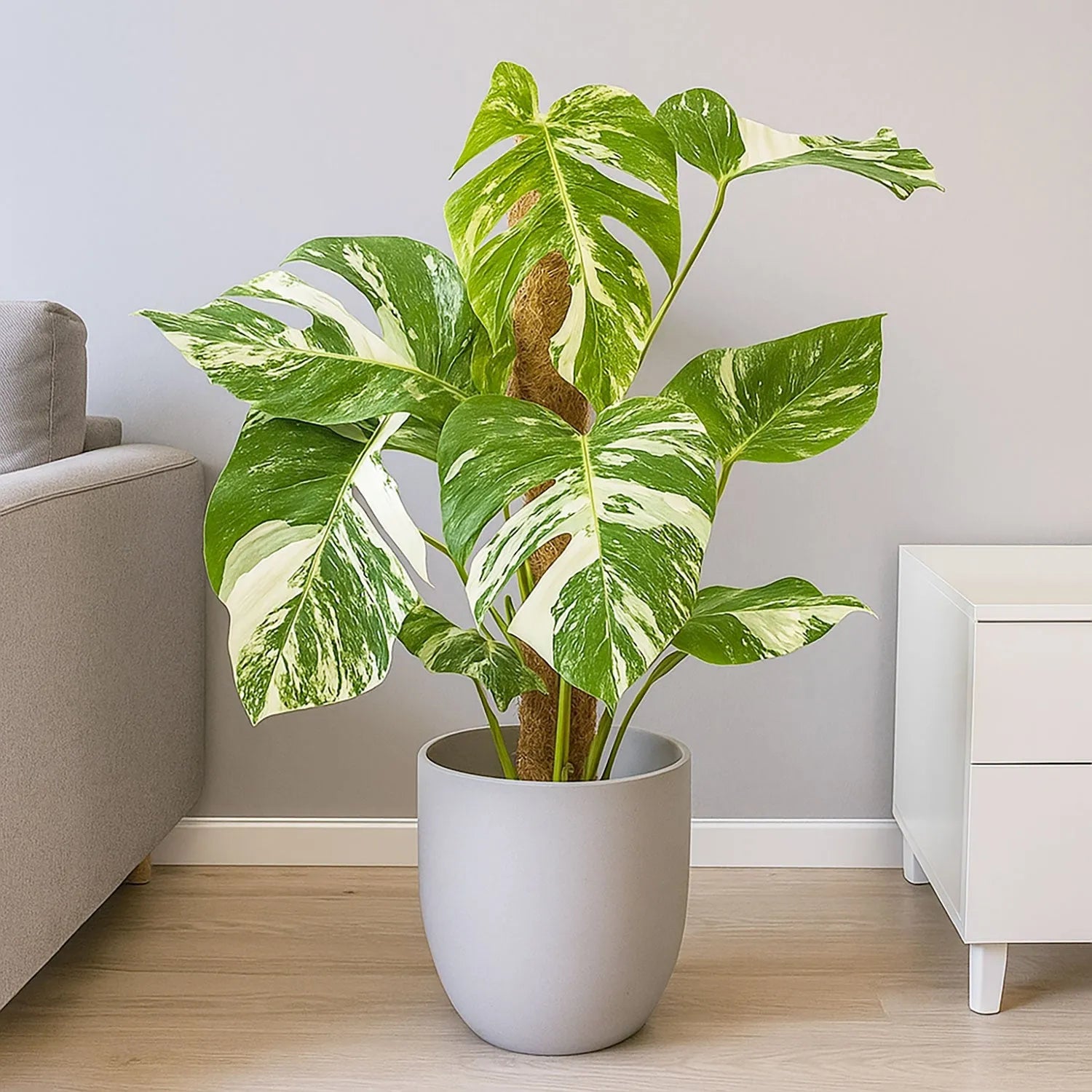 50 - 70cm Monstera Variegata Albo on Mosspole Variegata Variegated Cheese Plant 21cm Pot House Plant