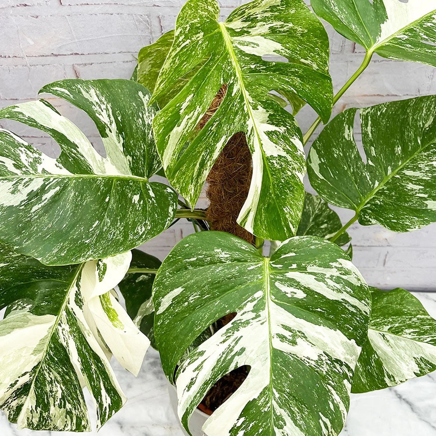 50 - 70cm Monstera Variegata Albo on Mosspole Variegata Variegated Cheese Plant 21cm Pot House Plant