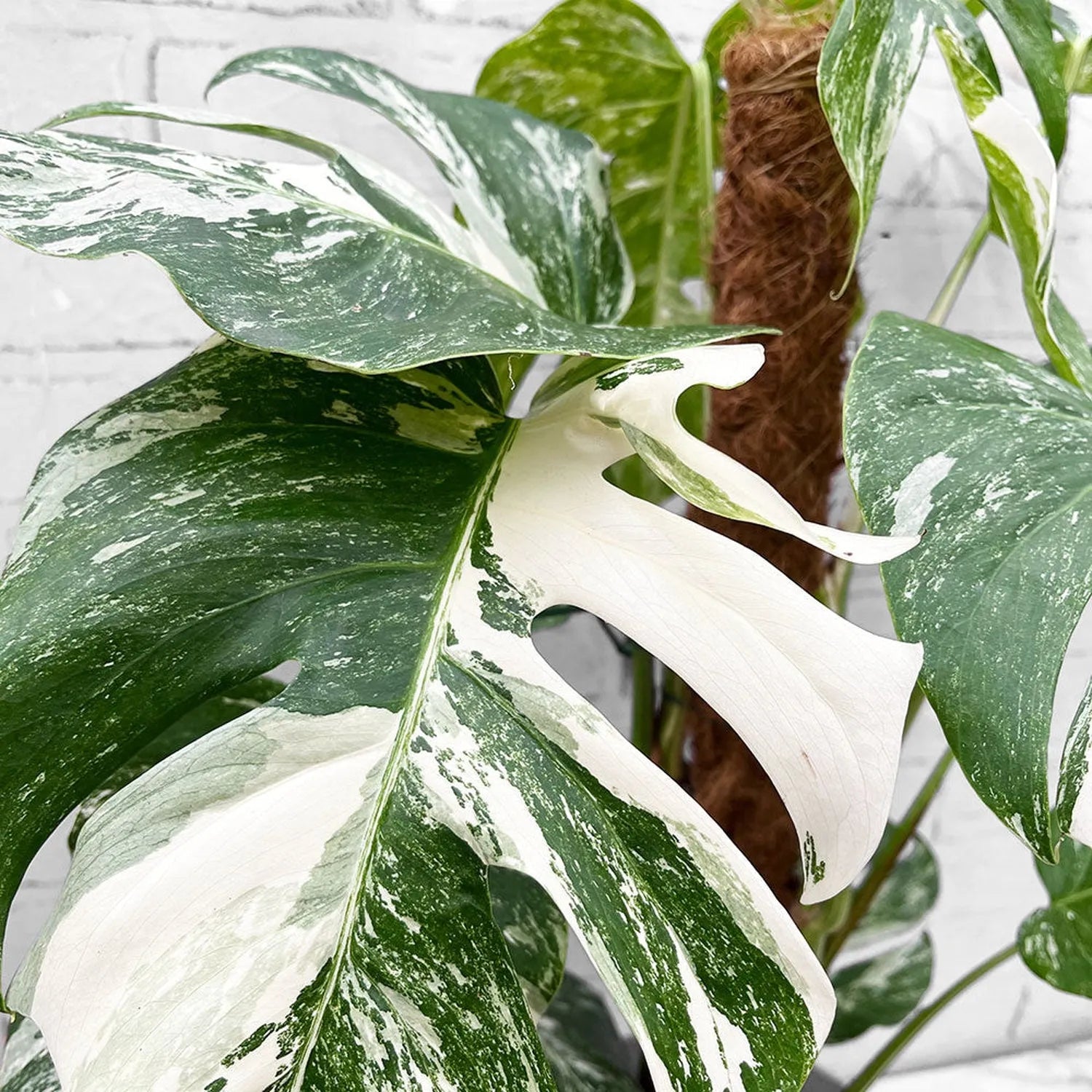 50 - 70cm Monstera Variegata Albo on Mosspole Variegata Variegated Cheese Plant 21cm Pot House Plant