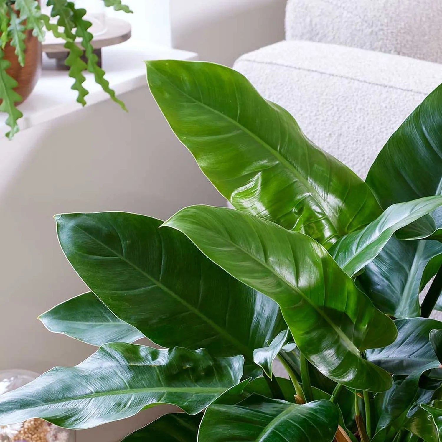 50 - 70cm Philodendron Imperial Green 17cm Pot House Plant