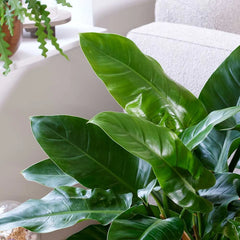 50 - 70cm Philodendron Imperial Green 17cm Pot House Plant