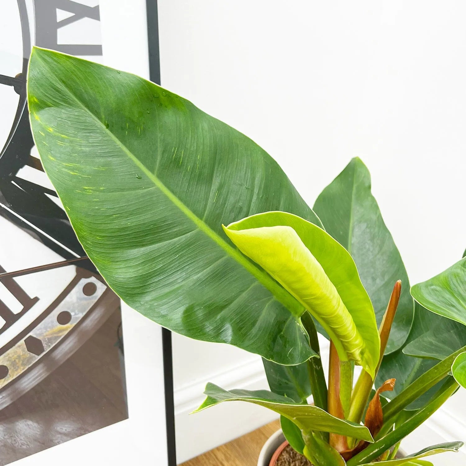 50 - 70cm Philodendron Imperial Green 17cm Pot House Plant