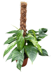 50 cm Epipremnum Pinnatum Variegata House Plant 17 cm Pot