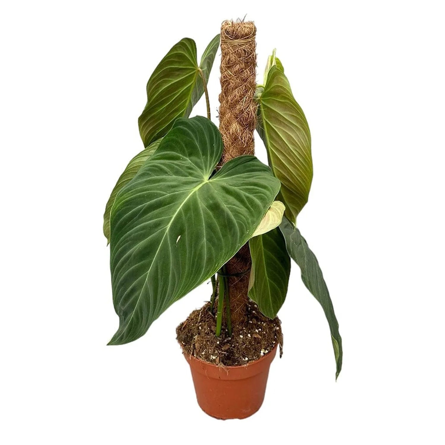 50 cm Philodendron Splendid House Plant 17 cm Pot