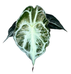 Alocasia Venom House Plant 8cm Pot