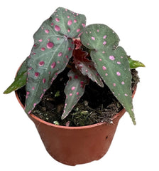 Begonia Amphioxus X Malachosticta 8cm Pot 15cm Height House Plant