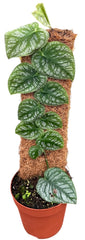 Monstera Dubia 14cm Pot House Plant