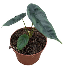 Alocasia Venusta 10.5cm Pot 15cm Height House Plant