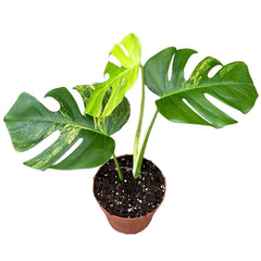 Aurea Monstera Deliciosa Cheese House Plant
