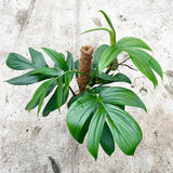 55 - 65cm Epipremnum Pinnatum Green on mosspole Pothos 17cm Pot House Plant House Plant