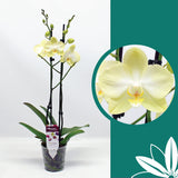 55 -65cm Phalaenopsis Amadeus Twin stem Orchid 12cm Pot