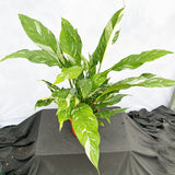 55 - 65cm Spathiphyllum Peace Lilly Variegated 17cm Pot House Plant