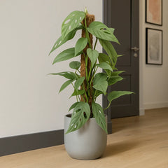 55 - 65cm Epipremnum Cebu Blue on Mosspole Pothos 17cm Pot House Plant