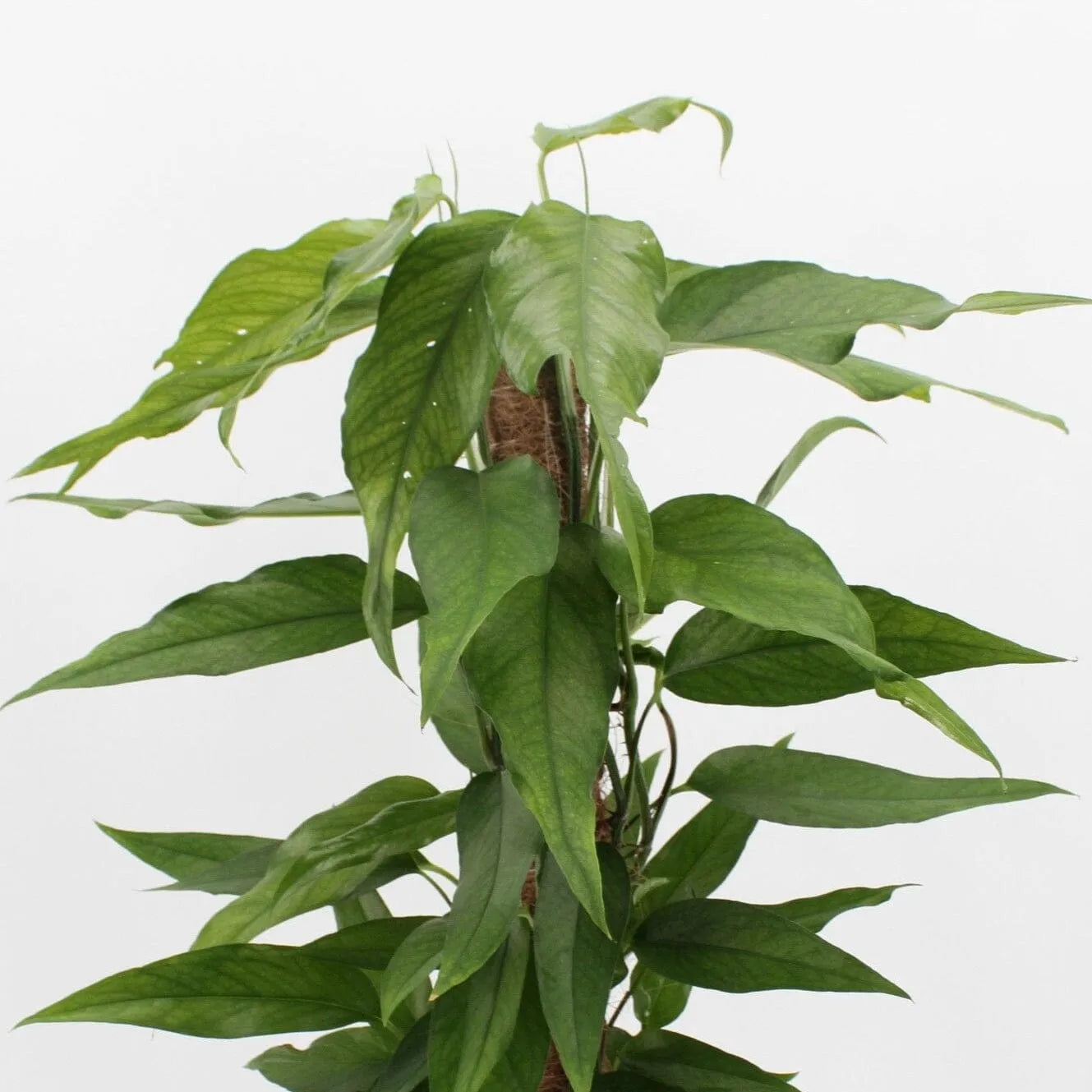 55 - 65cm Epipremnum Skeleton Key on Mosspole Pothos 17cm Pot House Plant