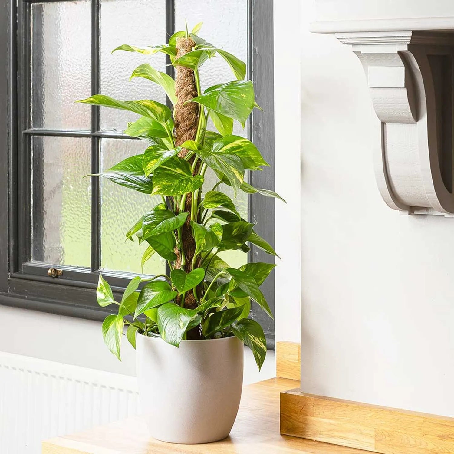 55 - 65cm Epipremnum Aureum Pothos on Mosspole 15cm Pot House Plant