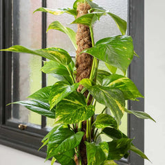 55 - 65cm Epipremnum Aureum Pothos on Mosspole 15cm Pot House Plant