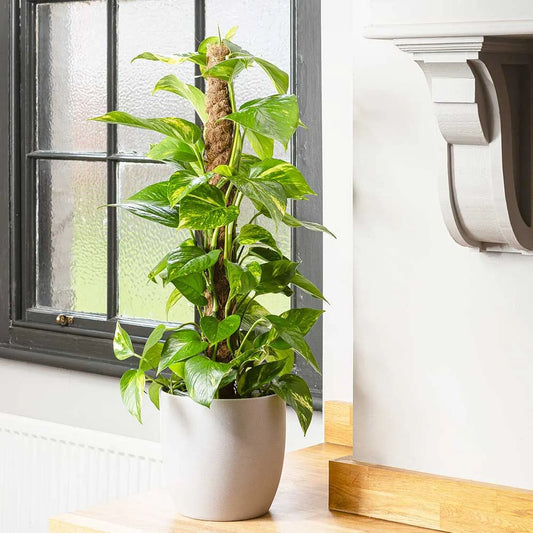 55 - 65cm Epipremnum Aureum Pothos on Mosspole 15cm Pot House Plant