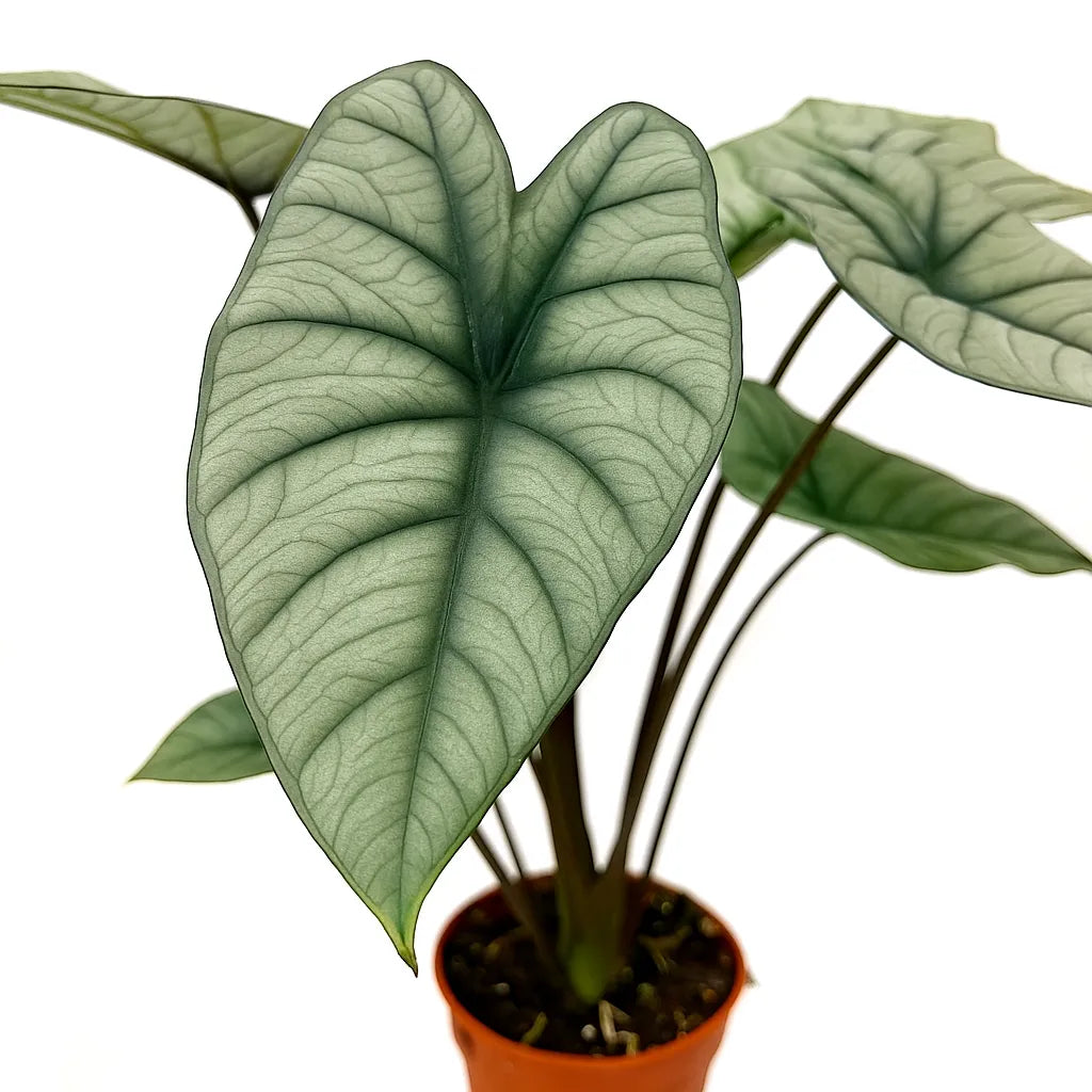 55 - 70cm Alocasia Platinum XL House Plant 19cm Pot