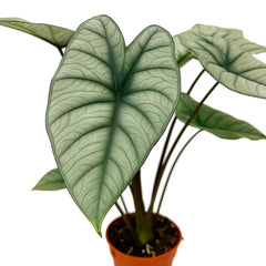 55 - 70cm Alocasia Platinum XL House Plant 19cm Pot