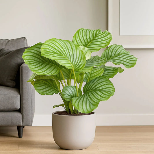 55 - 70cm Calathea Orbifolia Prayer Plant 17cm pot
