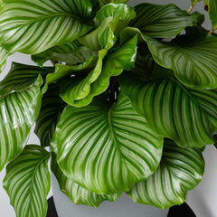 55 - 70cm Calathea Orbifolia Prayer Plant 17cm pot