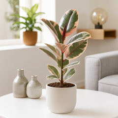 55 - 75cm Ficus Elastica Belize Rubber Plant 17cm Pot House Plant