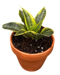 Sansevieria Gabriella Variegata 8cm Pot House Plant