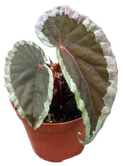 Begonia Baramensis 8cm Pot 15cm Height House Plant