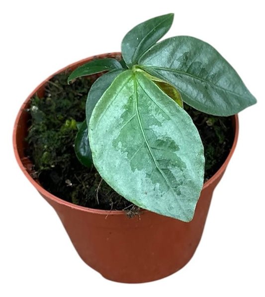 Elatostema Vittatum 8cm Pot 15cm Height House Plant