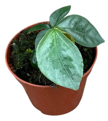 Elatostema Vittatum 8cm Pot 15cm Height House Plant