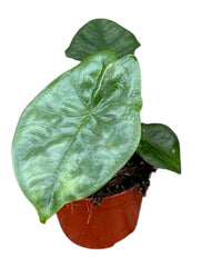 Alocasia Heterophylla Corazon House Plant 8cm Pot