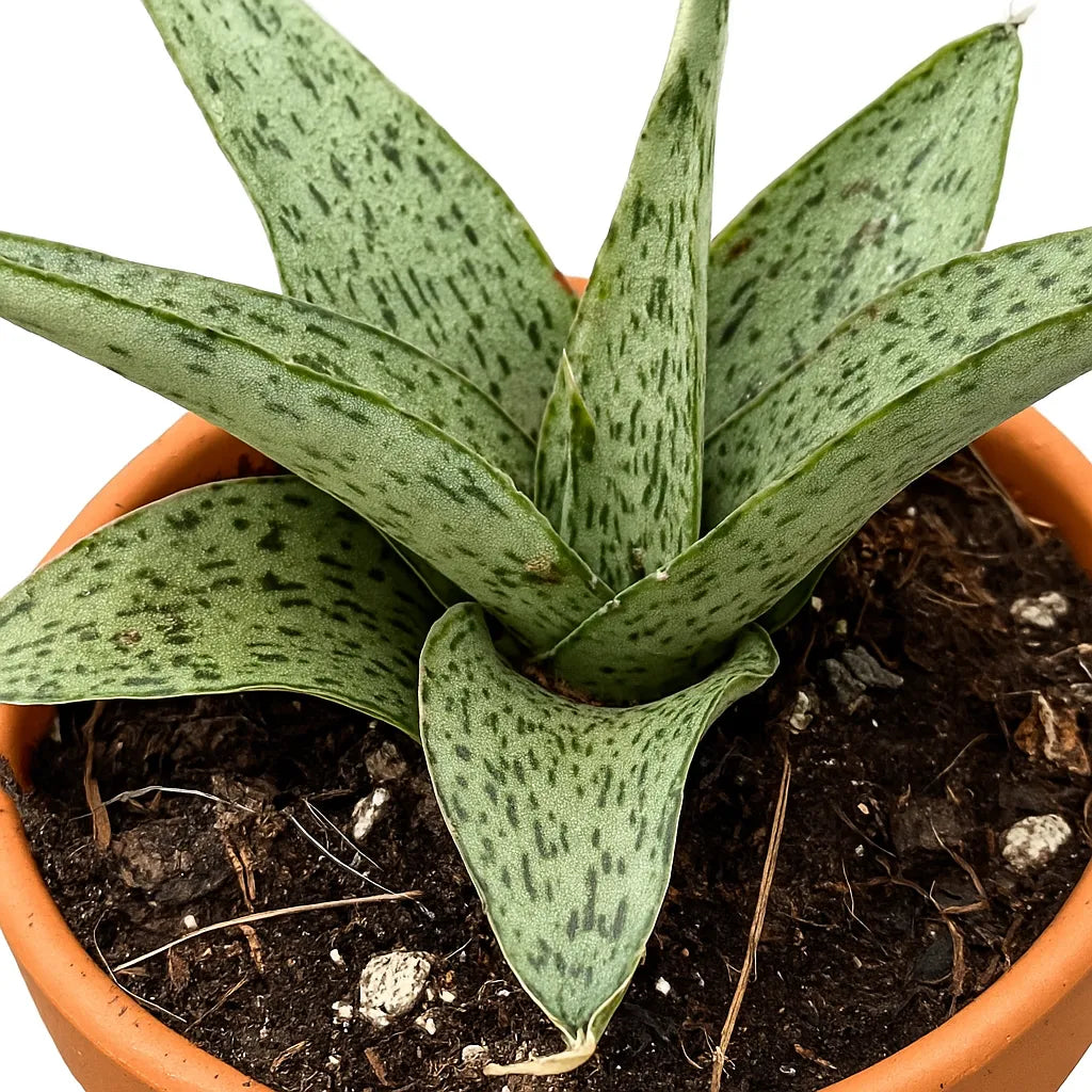 5 - 10cm Sansevieria Cinta 8cm Pot House Plant