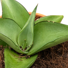 5 - 10cm Sansevieria Manee Thawee 8cm Pot House Plant