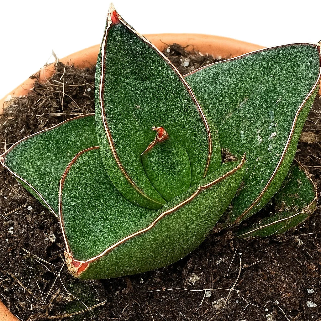 5 - 10cm Sansevieria Opera House 8cm Pot House Plant