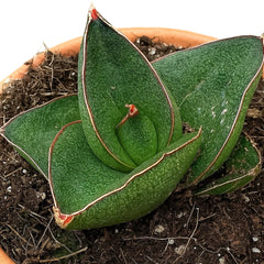 5 - 10cm Sansevieria Opera House 8cm Pot House Plant