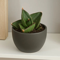 5 - 10cm Sansevieria Opera House 8cm Pot House Plant
