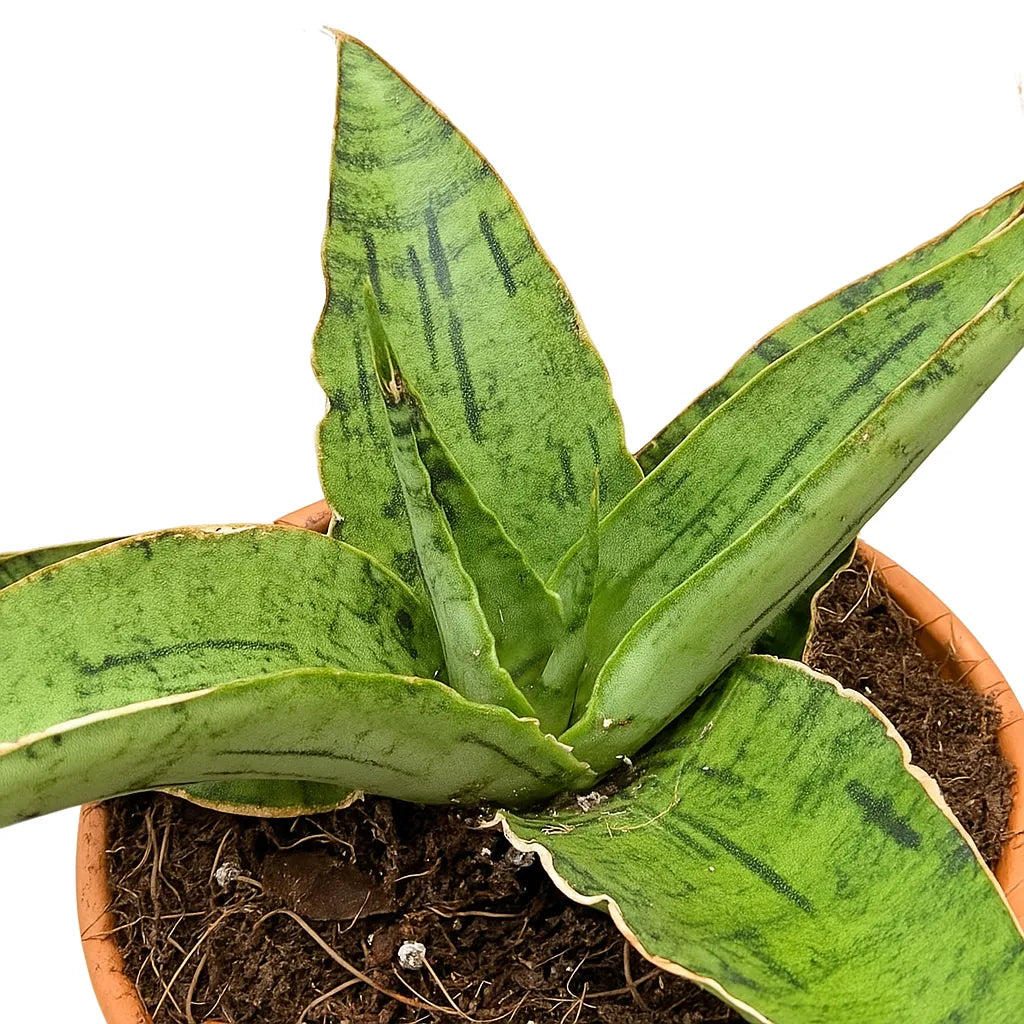 5 - 10cm Sansevieria Snowflake House 8cm Pot House Plant