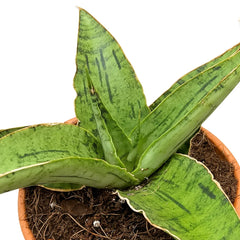 5 - 10cm Sansevieria Snowflake House 8cm Pot House Plant