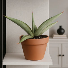5 - 10cm Sansevieria Swan Dancer 8cm Pot House Plant