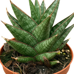 5 - 10cm Sansevieria Table Mountain House 8cm Pot House Plant
