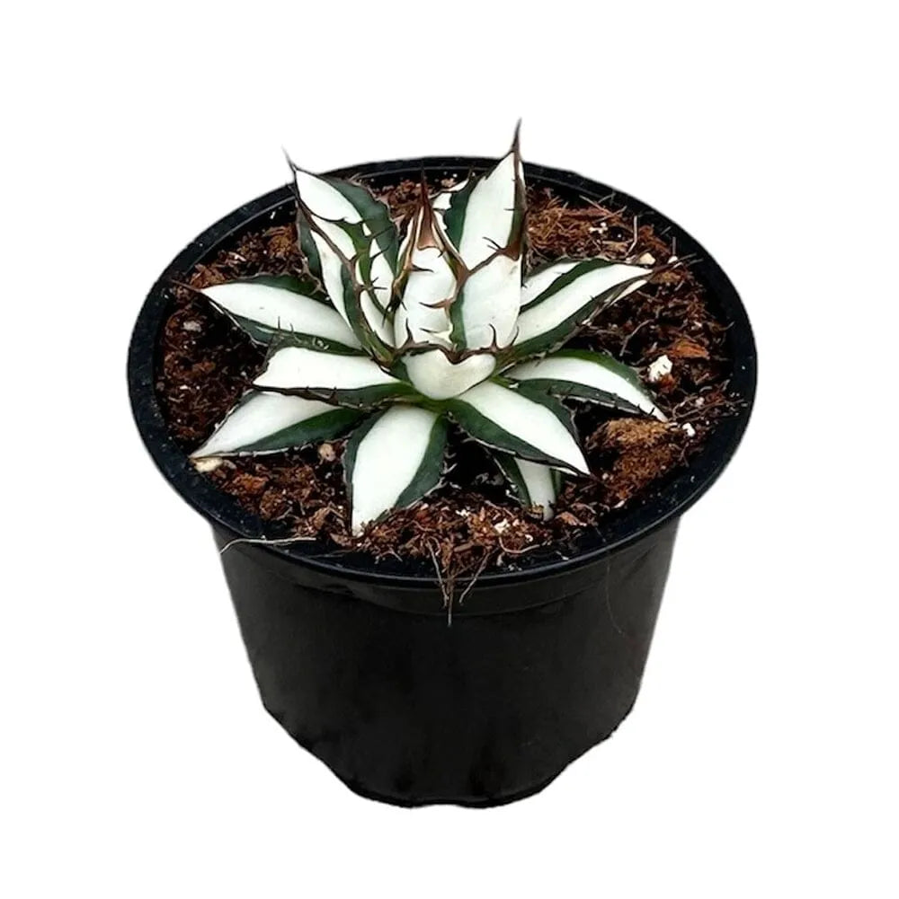 5 - 15cm Agave Peace Revolution Succulent 9cm Pot House Plant