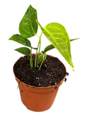 Anthurium Veitchii Narrow 8cm Pot 10cm Height House Plant