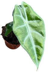 Alocasia Longiloba 8cm Pot 10cm Height House Plant