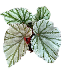 Begonia Looking Glass 8cm Pot 15cm Height House Plant