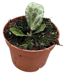 Begonia Blancii Mottled 10.5cm Pot 15cm Height House Plant